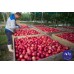 JAZZ APPLES 1.5KG Bag Hawkes Bay Grown